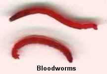 Bloodworms aka red mosquito larvae