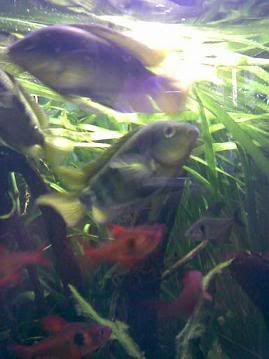 Rainbow Cichlids wait for food