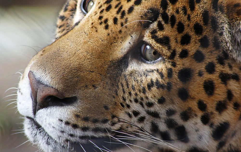 IMAGE: http://img.photobucket.com/albums/v175/OhMyGoat/Jag4.jpg