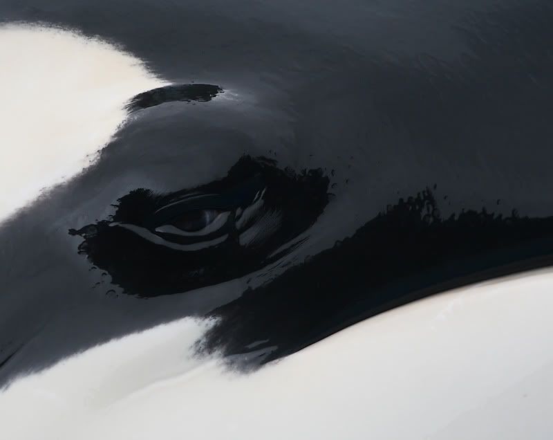 IMAGE: http://img.photobucket.com/albums/v175/OhMyGoat/KWEye.jpg