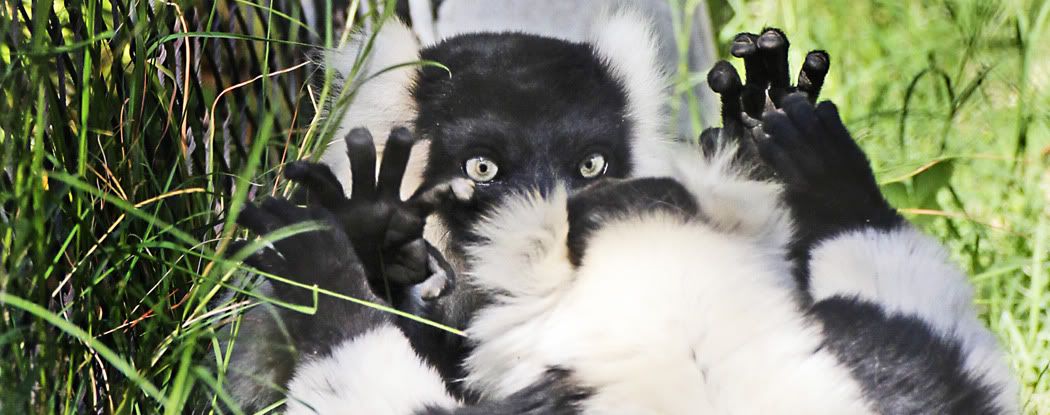IMAGE: http://img.photobucket.com/albums/v175/OhMyGoat/lemurFB1.jpg