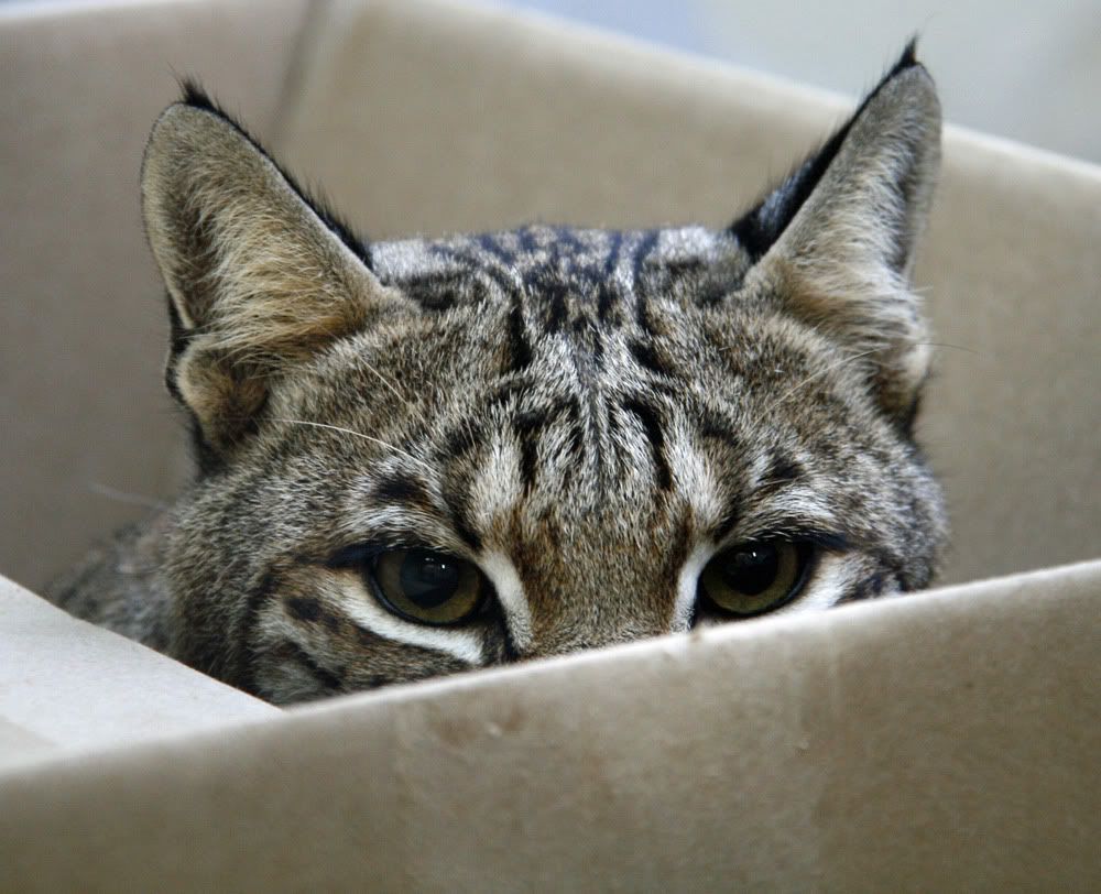 IMAGE: http://img.photobucket.com/albums/v175/OhMyGoat/tol1.jpg