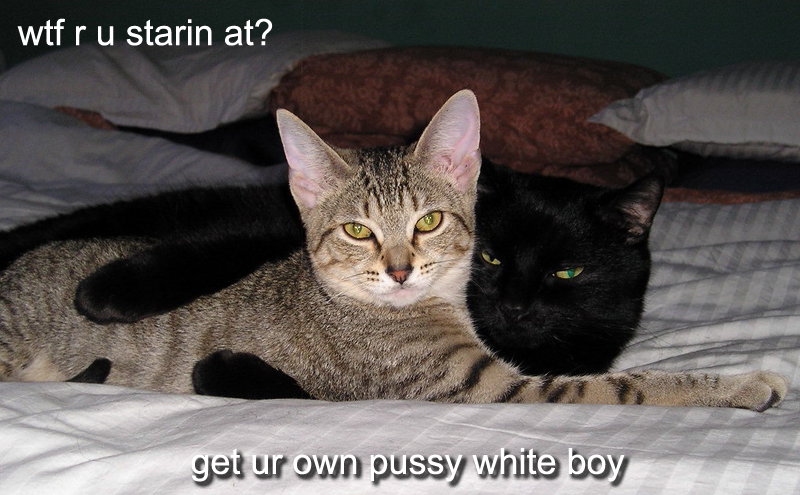 http://img.photobucket.com/albums/v175/absolom/kittah/racial_pussy.png