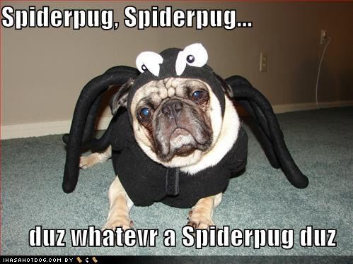 loldog-cute-pug-in-costume-spiderpu.jpg