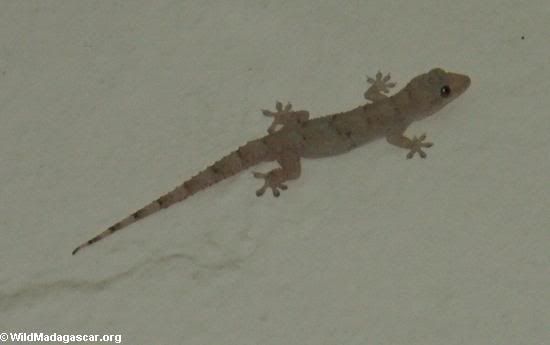 gecko_0010.jpg