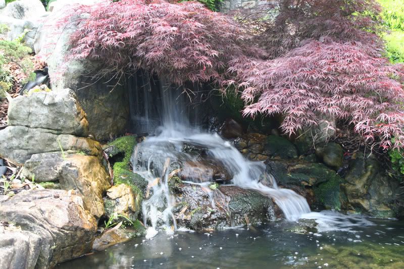 IMAGE: http://img.photobucket.com/albums/v175/onenictoy/Botanical%20Gardens/IMG_0407_800x600.jpg