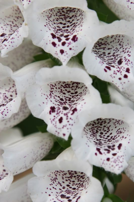 IMAGE: http://img.photobucket.com/albums/v175/onenictoy/Botanical%20Gardens/IMG_0471_Cropped.jpg