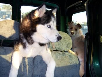 dogs-in-car.jpg