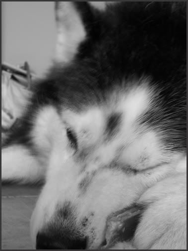 sleepy-dog-chew.jpg