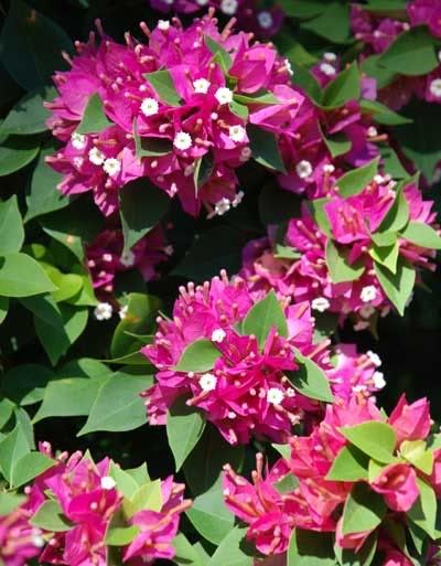 Torch Glow Bougainvillea