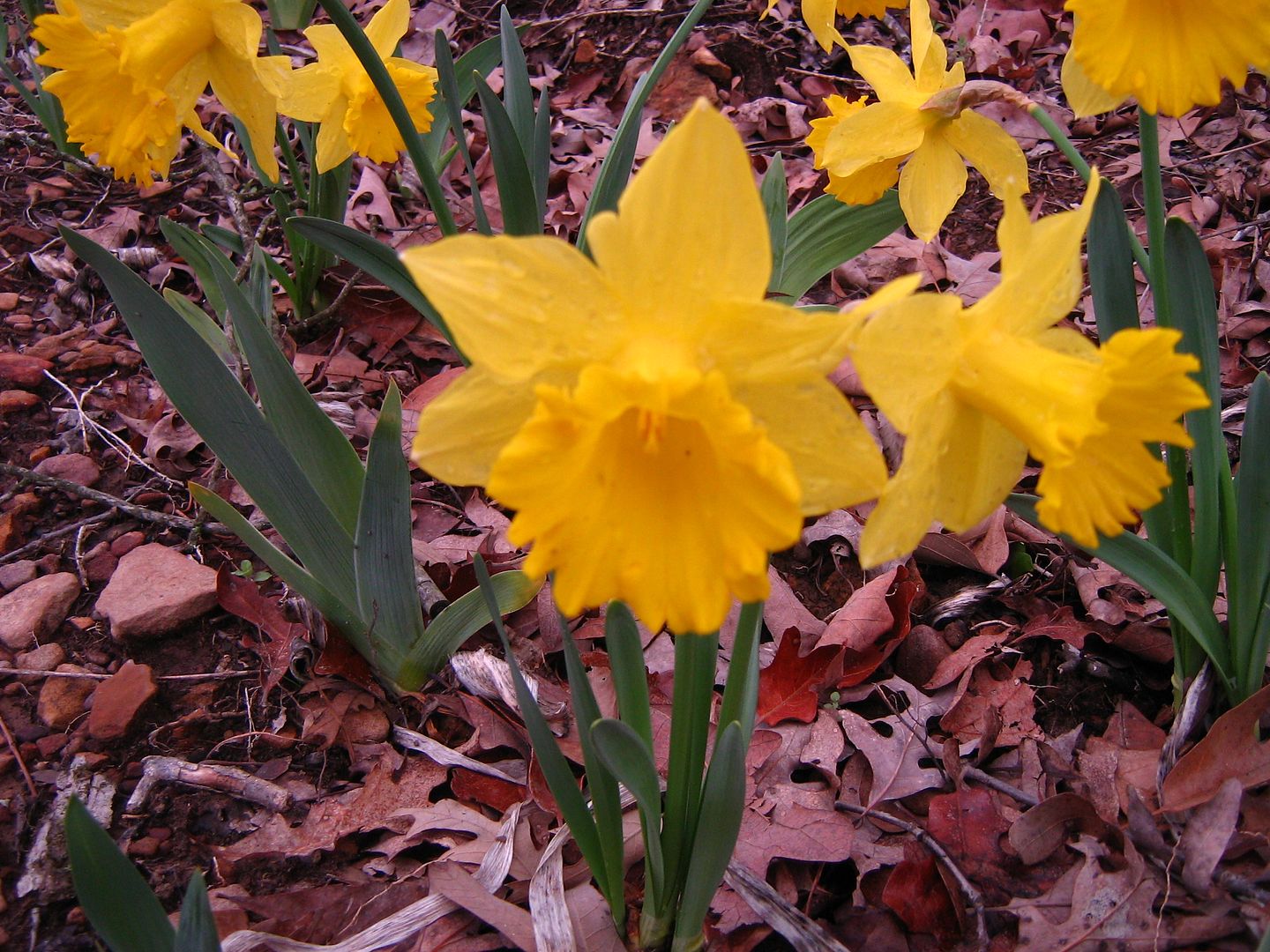 photo 00daff2_zps3ed766c1.jpg