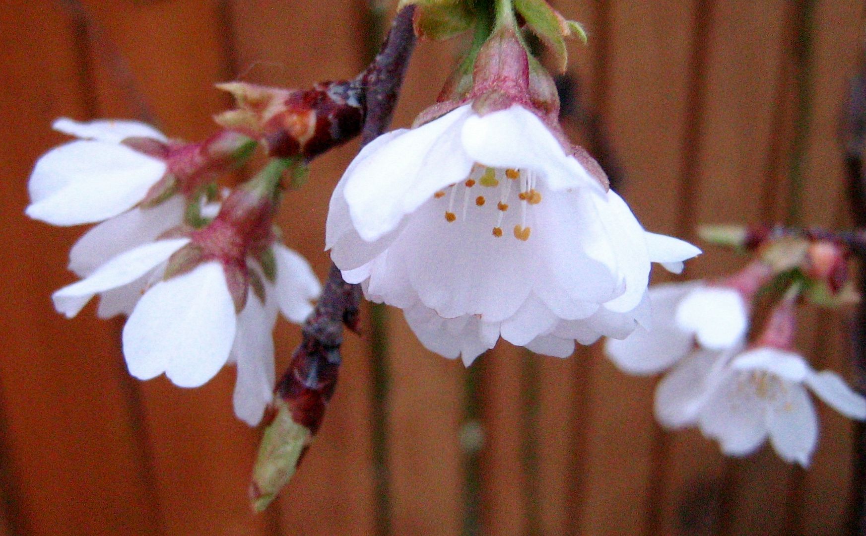 photo flowcherry11_zps978395dc.jpg