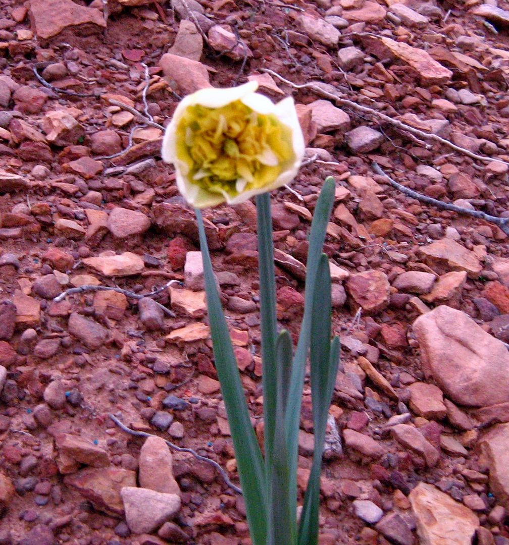 photo ssflowers5_zpsfc808be8.jpg