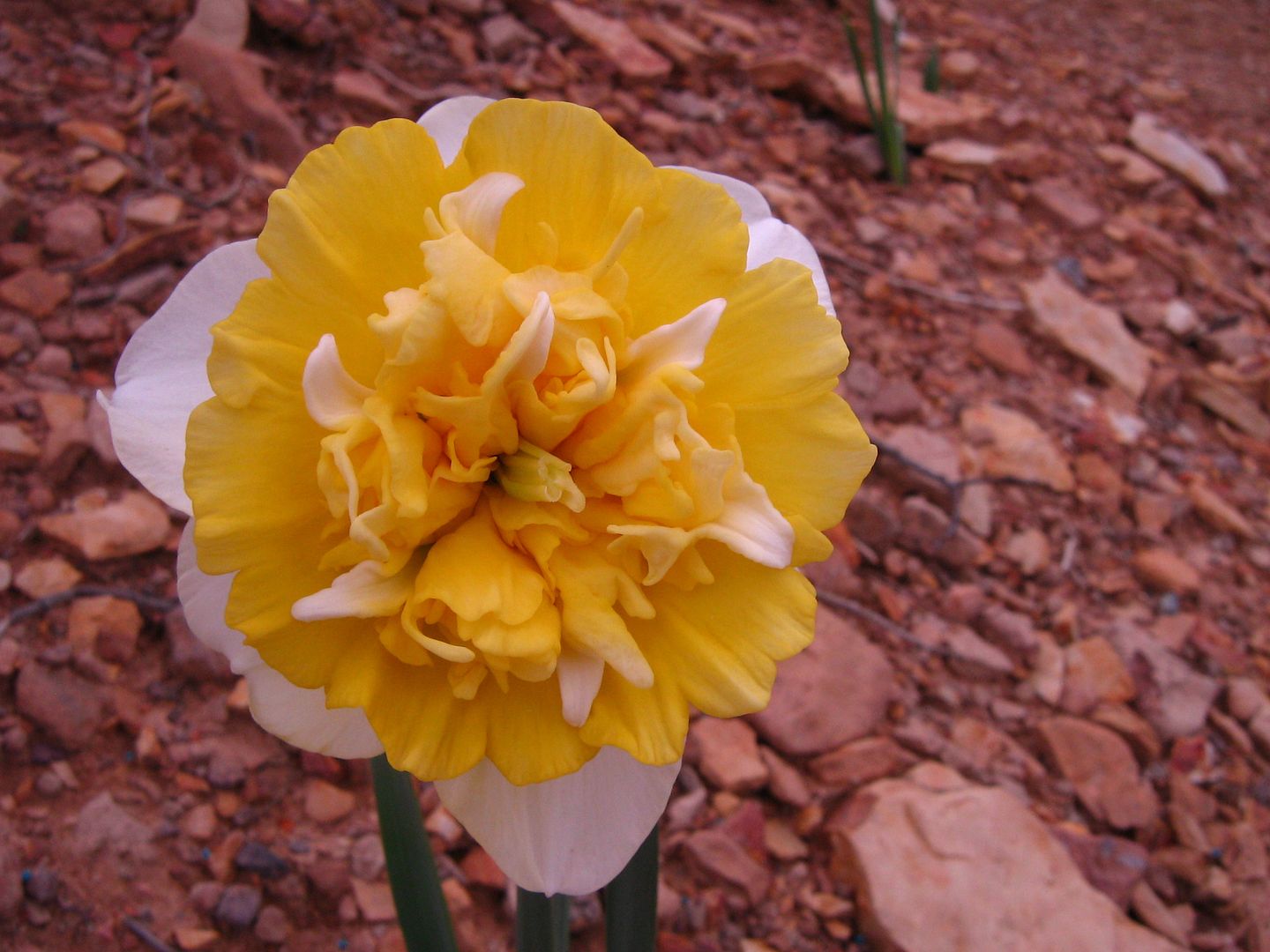 photo ssflowers8_zpsd9713ce3.jpg