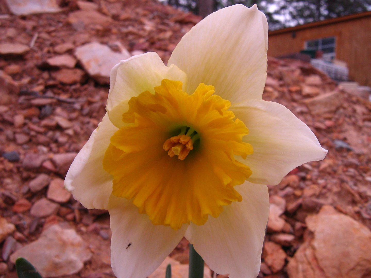 photo ssflowers9_zps997fca79.jpg