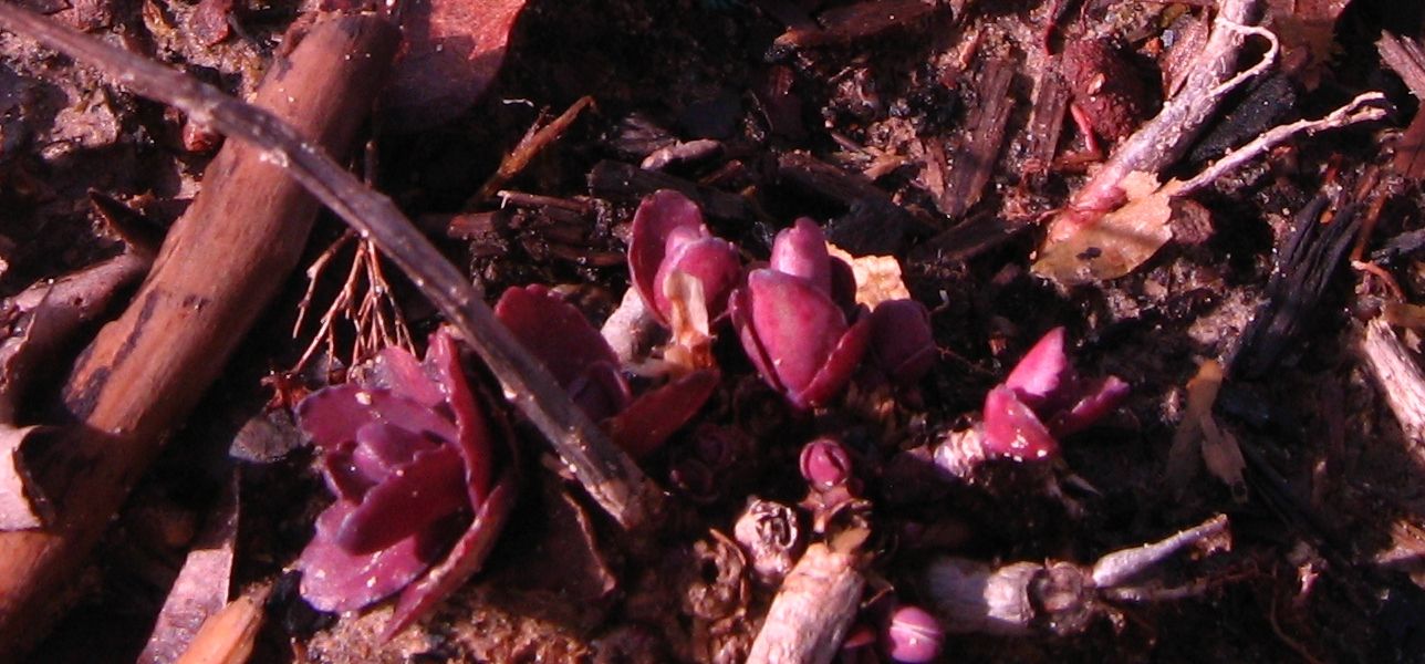 photo sedum_zps953e60e7.jpg