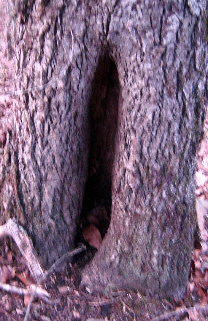 photo tree_zps8c9ea9e1.jpg