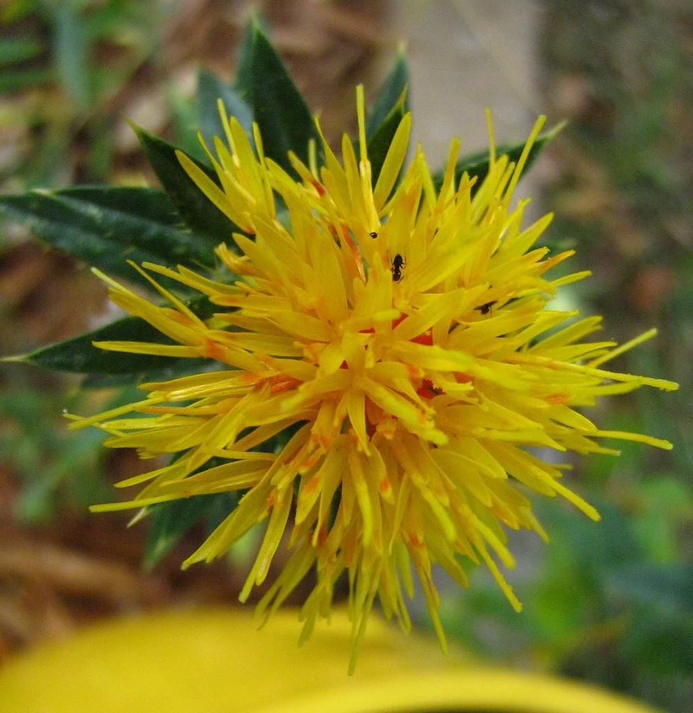 photo SafflowerM3.jpg