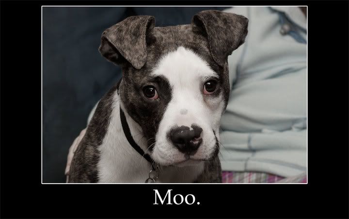 Moo Dog