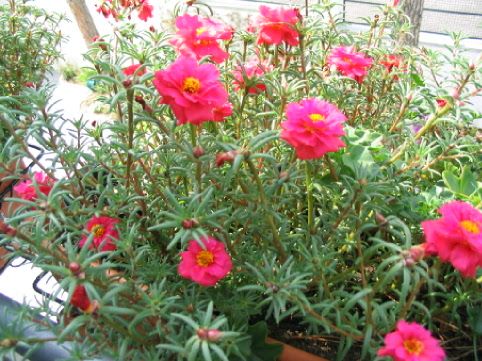 Portulaca_11.jpg