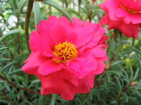 Portulaca_21.jpg