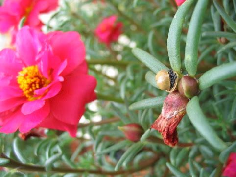 Portulaca_51.jpg