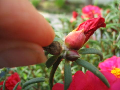 Portulaca_71.jpg