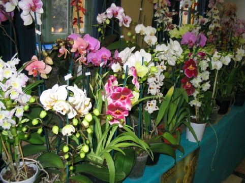 Orchidee_00011.jpg