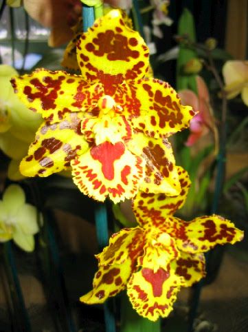 Orchidee_00021.jpg