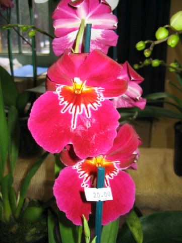 Orchidee_00031.jpg