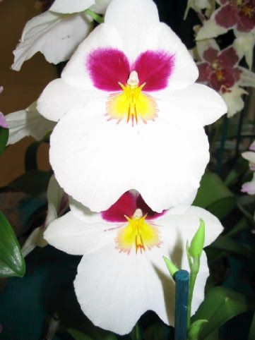 Orchidee_00051.jpg