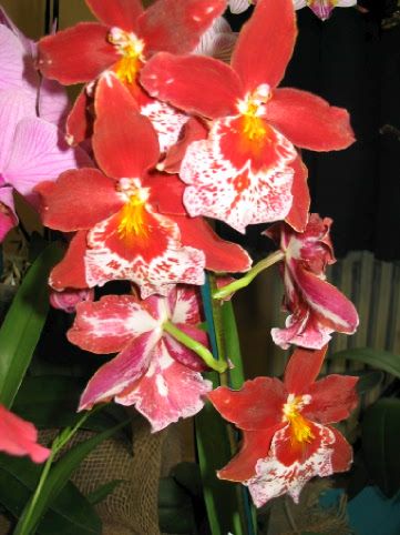 Orchidee_00071.jpg