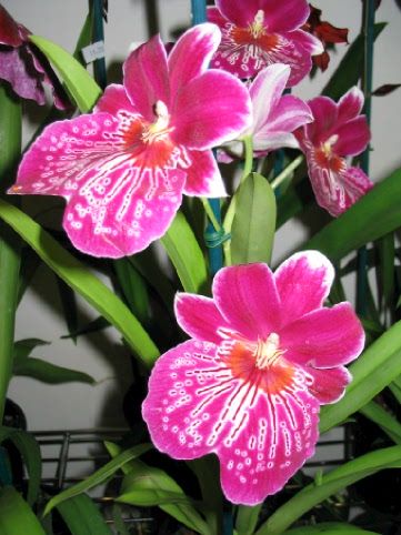 Orchidee_00101.jpg