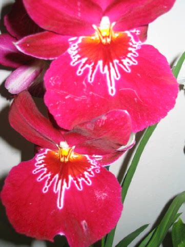 Orchidee_00111.jpg