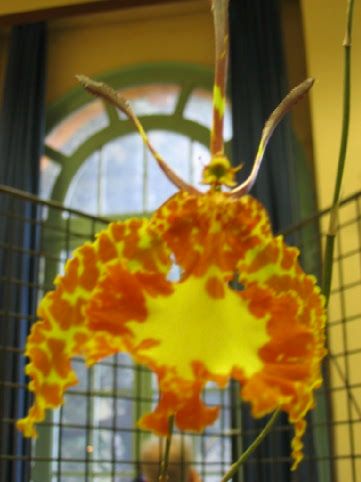 Orchidee_00221.jpg