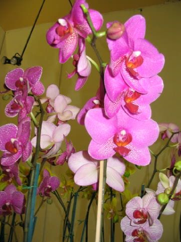 Orchidee_00251.jpg