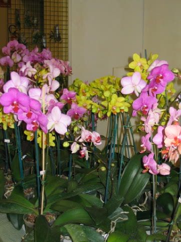 Orchidee_00261.jpg