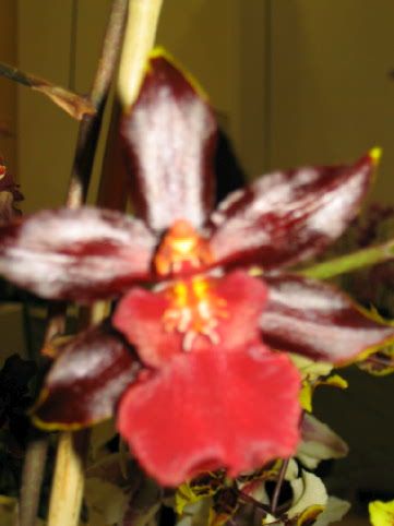 Orchidee_00301.jpg