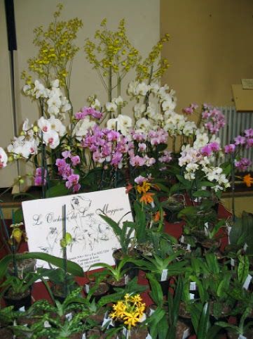 Orchidee_00321.jpg