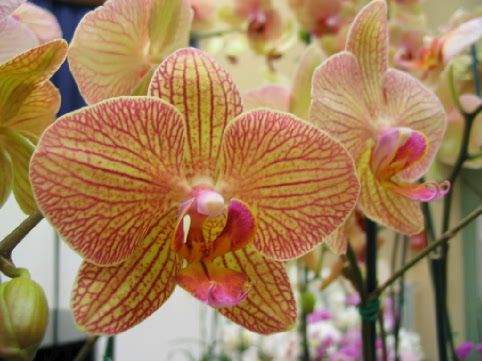 Orchidee_00331.jpg