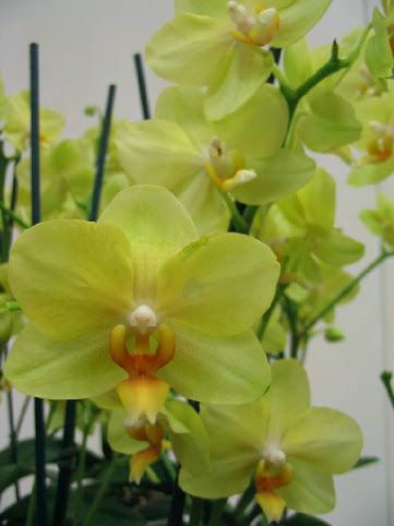 Orchidee_00341.jpg