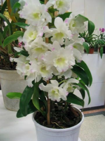 Orchidee_00351.jpg