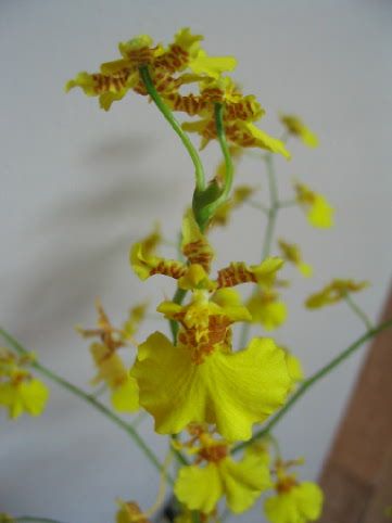 Orchidee_00451.jpg