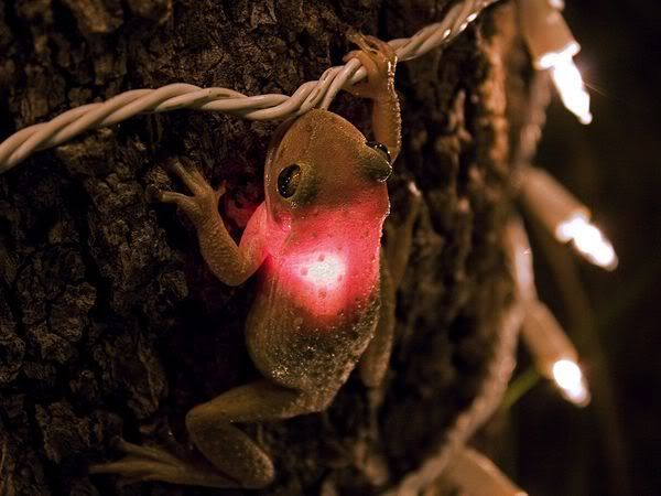 cuban-tree-frog_3627_600x450.jpg