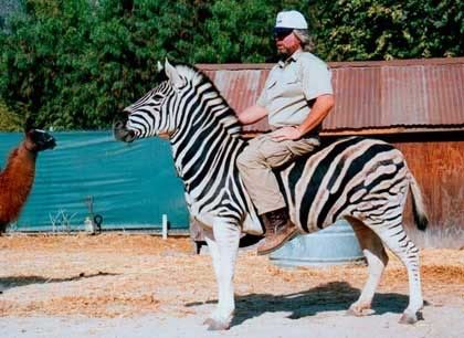 Man Riding Zebra