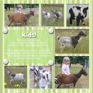 Pics of baby Nigerian Dwarves? - Goats