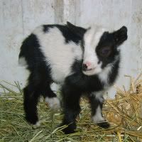 wow what an april fools suprise - Goats