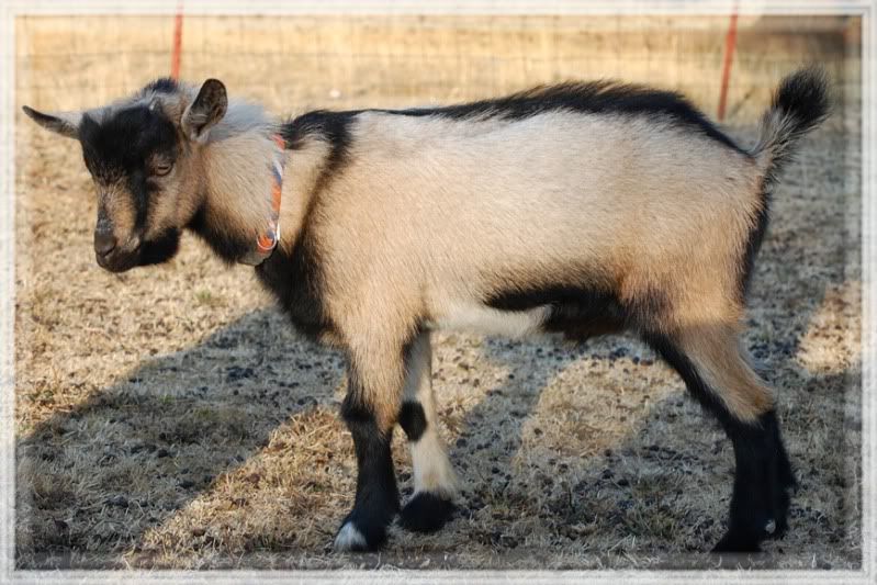 Post your "romeo" thread!!! - Goats