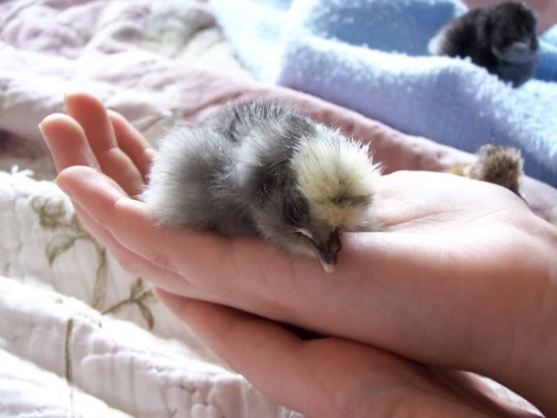 silkie feathers