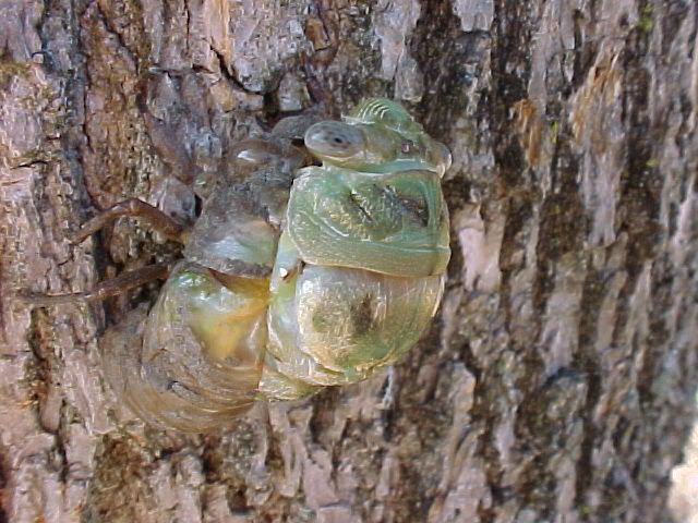 cicada016F.jpg